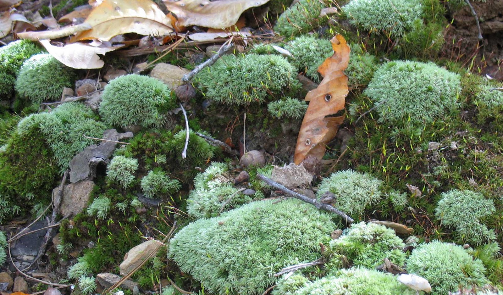 Примеры растений группы мхов. Мох Катаринея. Головчатый мох. Мох Барбула. Мечия мох.