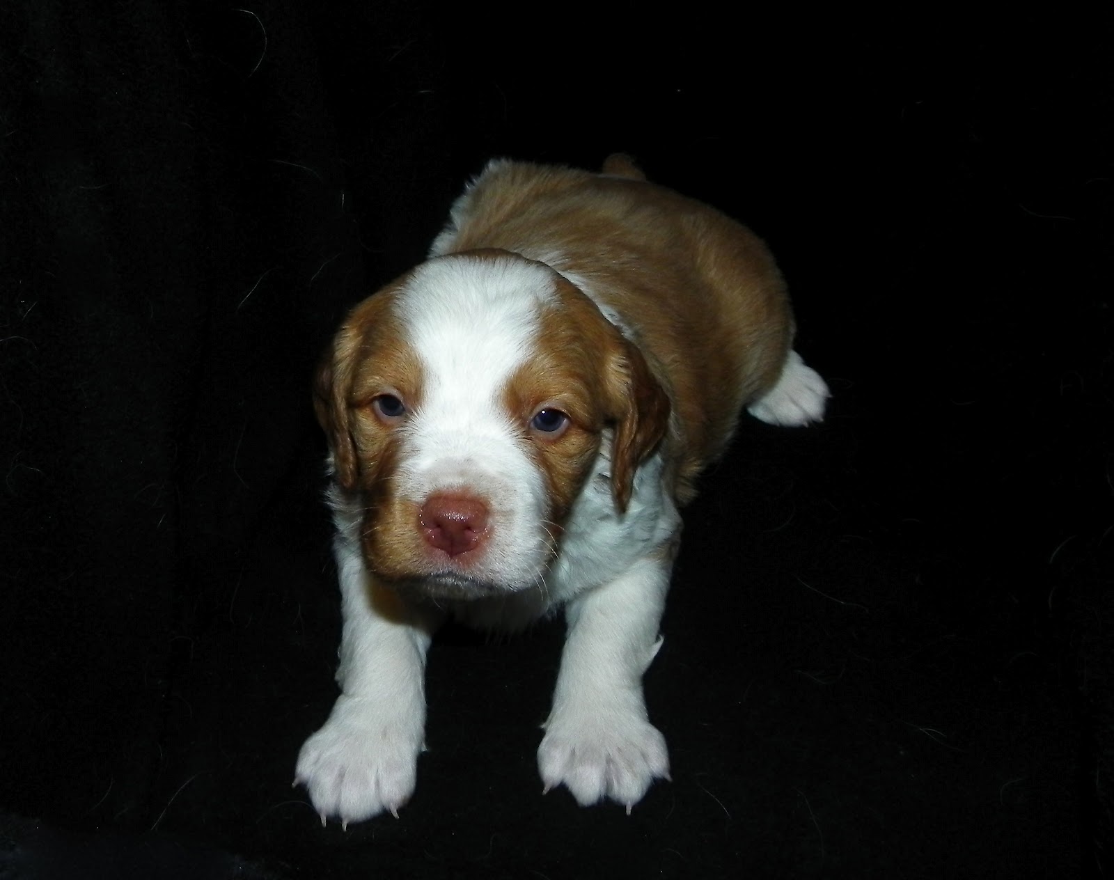 Brittany Pups For Sale Puppies For Sale