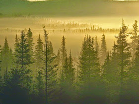 bosque-cubierto-por-la-niebla-matinal