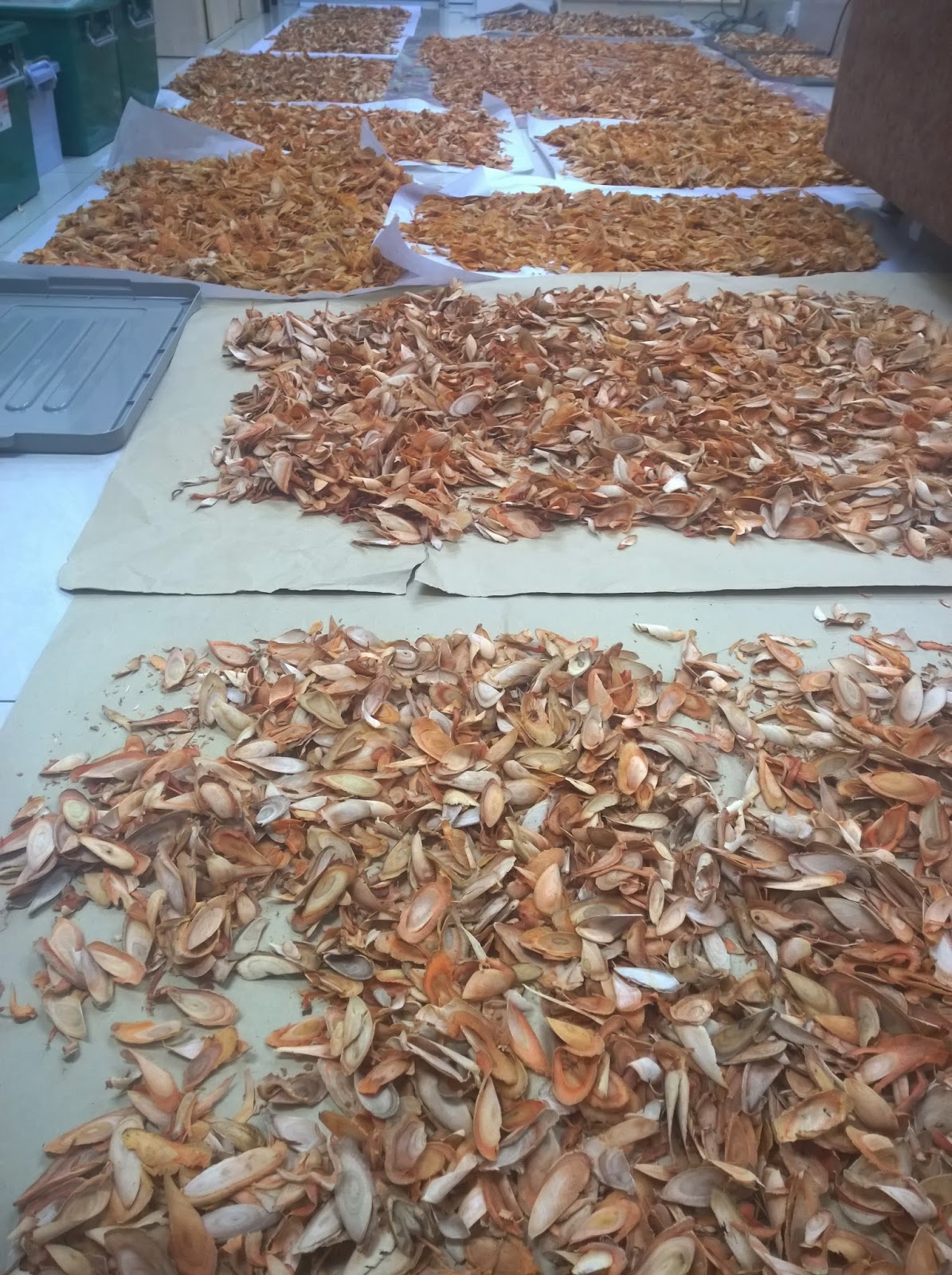 AJ Tongkat Ali, Kacip fatimah & Asian Herbs Tongkat Ali