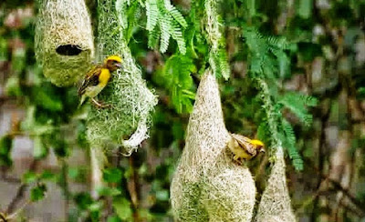 Melihat Bentuk Sarang Burung Manyar Di Alam Bebas Melihat Bentuk Sarang Burung Manyar Di Alam Bebas