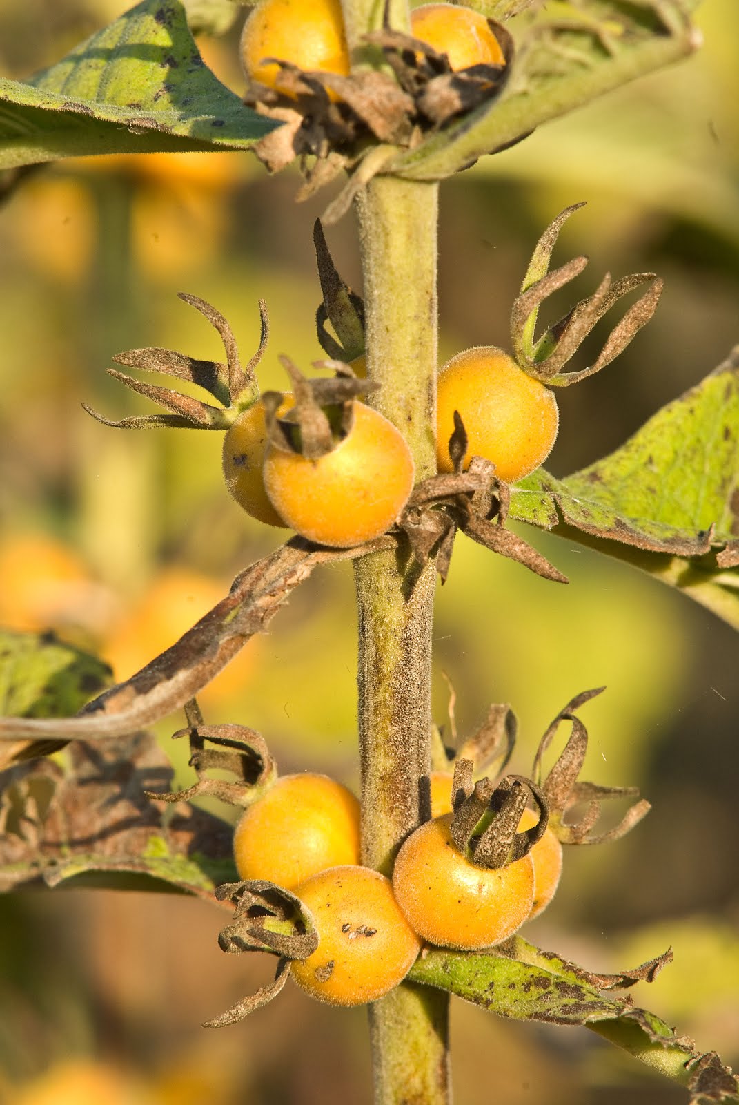 Indiana Plant A Day Orangefruit Horsegentian