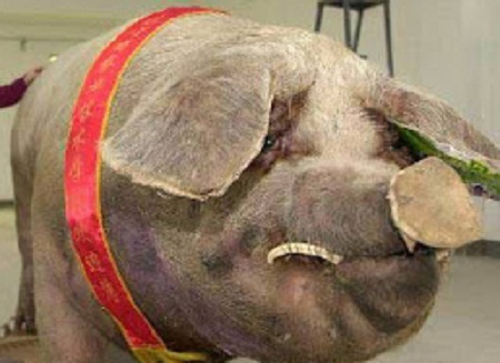 63+ Gambar Babi Penampahan Galungan Paling Hist 63+ Gambar Babi Penampahan Galungan Paling Hist