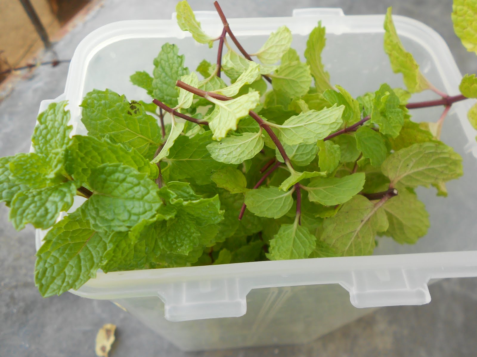 Davao Diaries Some of my mint leaves have survived the wilt