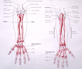 Liam Roberts BAGD YR2: Arm Anatomy Reference