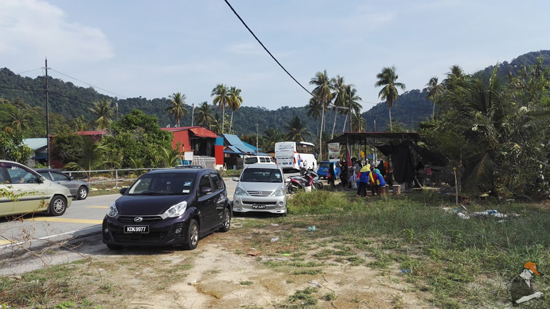 Pokok janggus laksa 50 Tempat