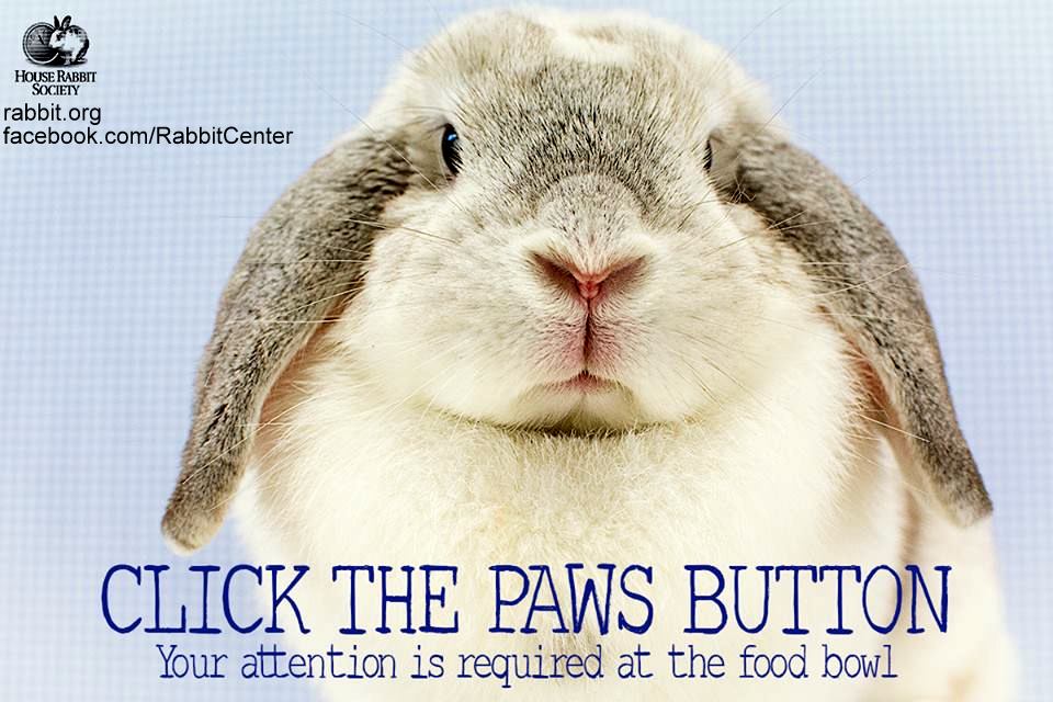 Rabbit Ramblings: Funny Bunny Monday Meme*day