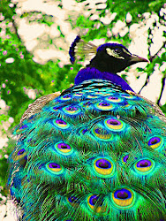 peacock bird painting peacocks unusual closeup paintings birds susanna katherine artists pretty beauty artist august ists