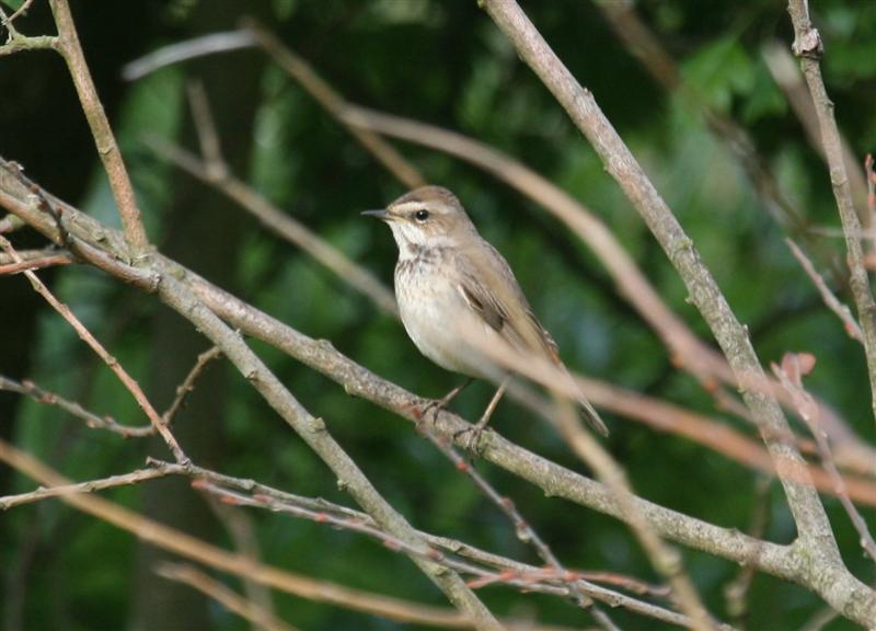 BLUETHROAT-LEASOWE-25TH MAY 2010