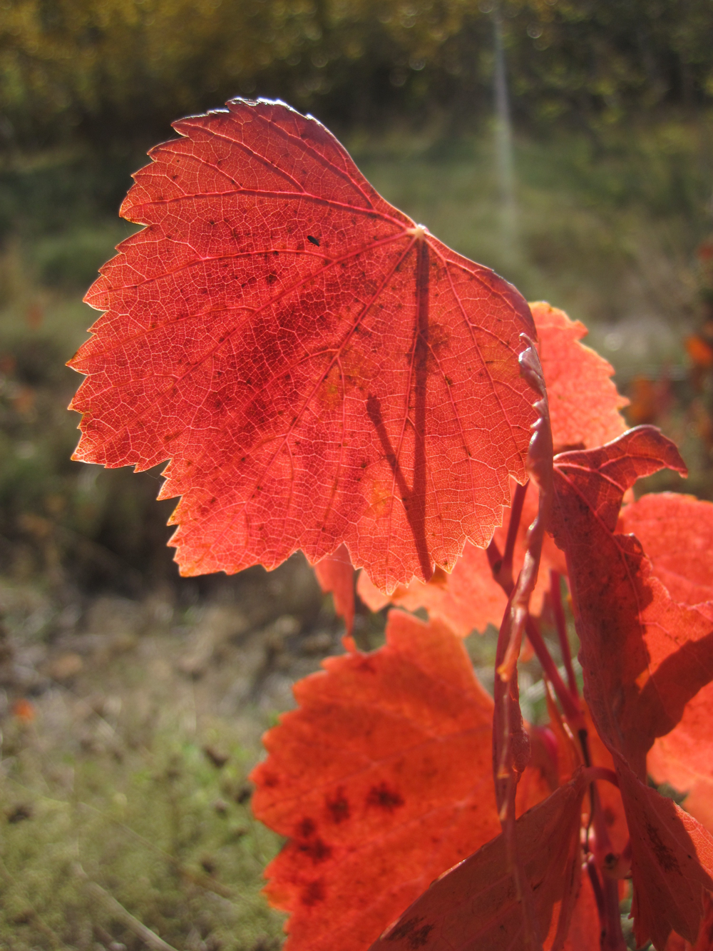 entra y mira Morata de Jalón en Zaragoza.