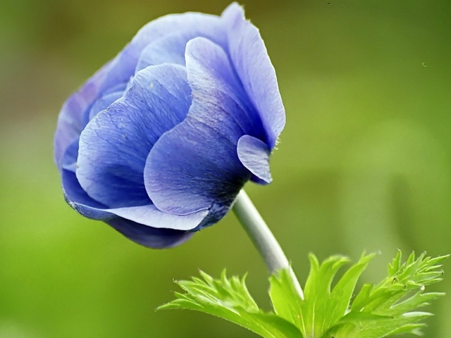 Anemon Çiçeği (Dağ Lalesi)