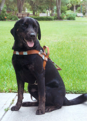 Picture of Rudy in a sit-stay in harness at the school - wonderful photo, that shows how handsome Rudy really is!