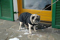 Winter Dog Walking Winter Dog Walking