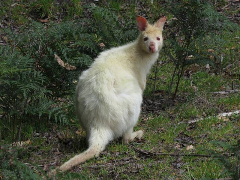 The Travelling Lindfields: The White Wallabies of Bruny Island.
