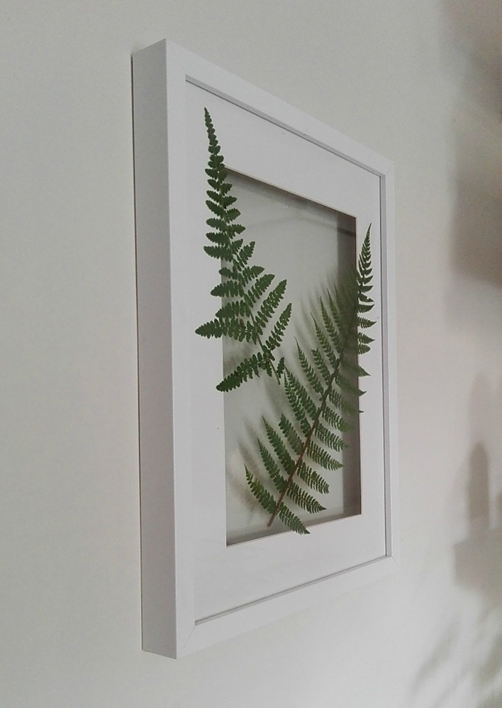 Decoración fácil: cuadro de botánica handmade con helechos naturales