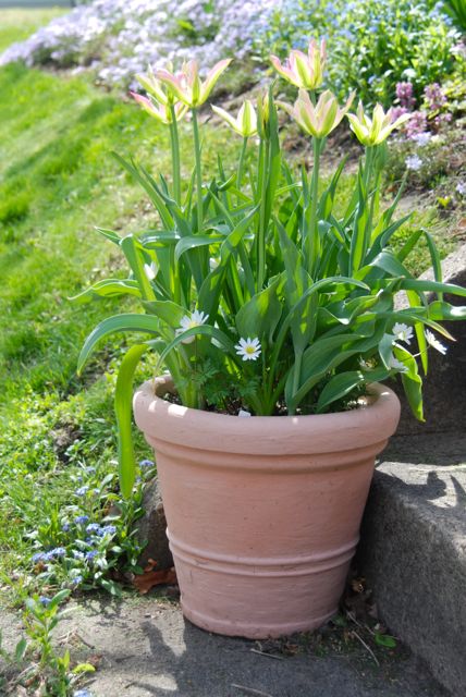 Tulip 'Virichic' potted up with white Anemone blanda, in front of the blooms on the Hill Garden. 