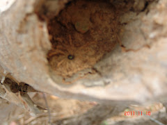 Abelhas da caatinga no tronco da imburana