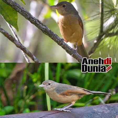 Pitohui Burung Beracun Dari Papua Berita Aneh Unik Dan Menarik