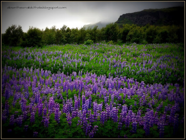 Iceland vegetation, purple lupins, purple flower in Iceland