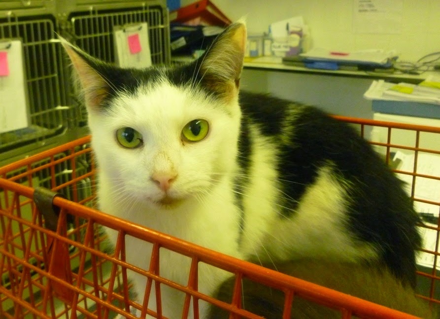 Cats Protection Exeter Axhayes Adoption Centre Success storyBob and Wizz