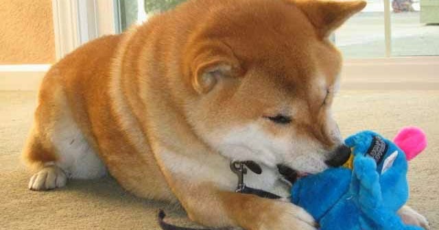 how to calm a hyper puppy how to calm your hyper how to calm a hyper puppy how to calm your hyper