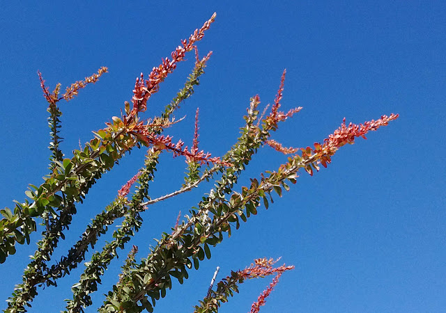 Soon, all the tips of the ocotillo will bloom Soon, all the tips of the ocotillo will bloom