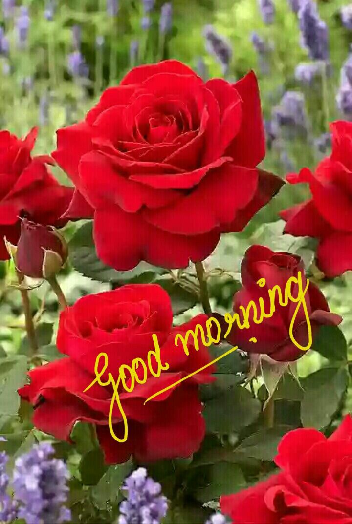 good morning sms with love