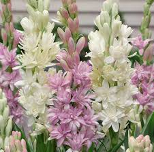 Fakta Unik Bunga Sedap Malam