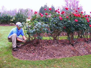 Coming Up Roses: Expert Rose Advice from Witherspoon Rose Culture: A ...