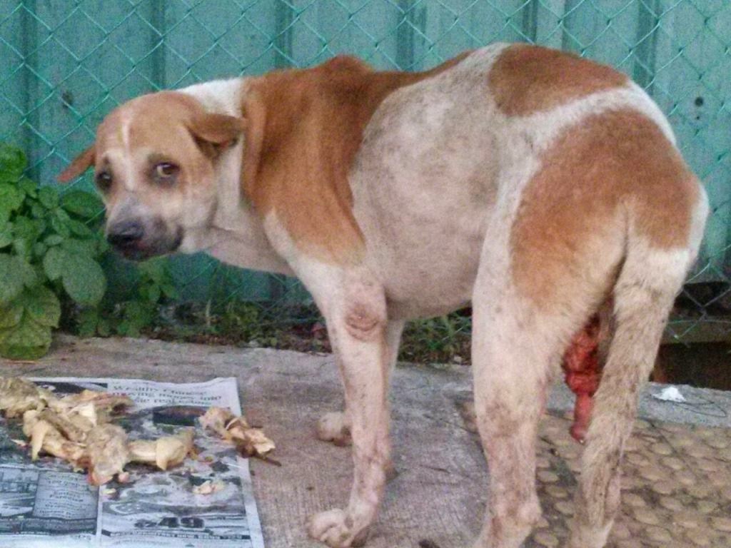 Fully erect dog penis
