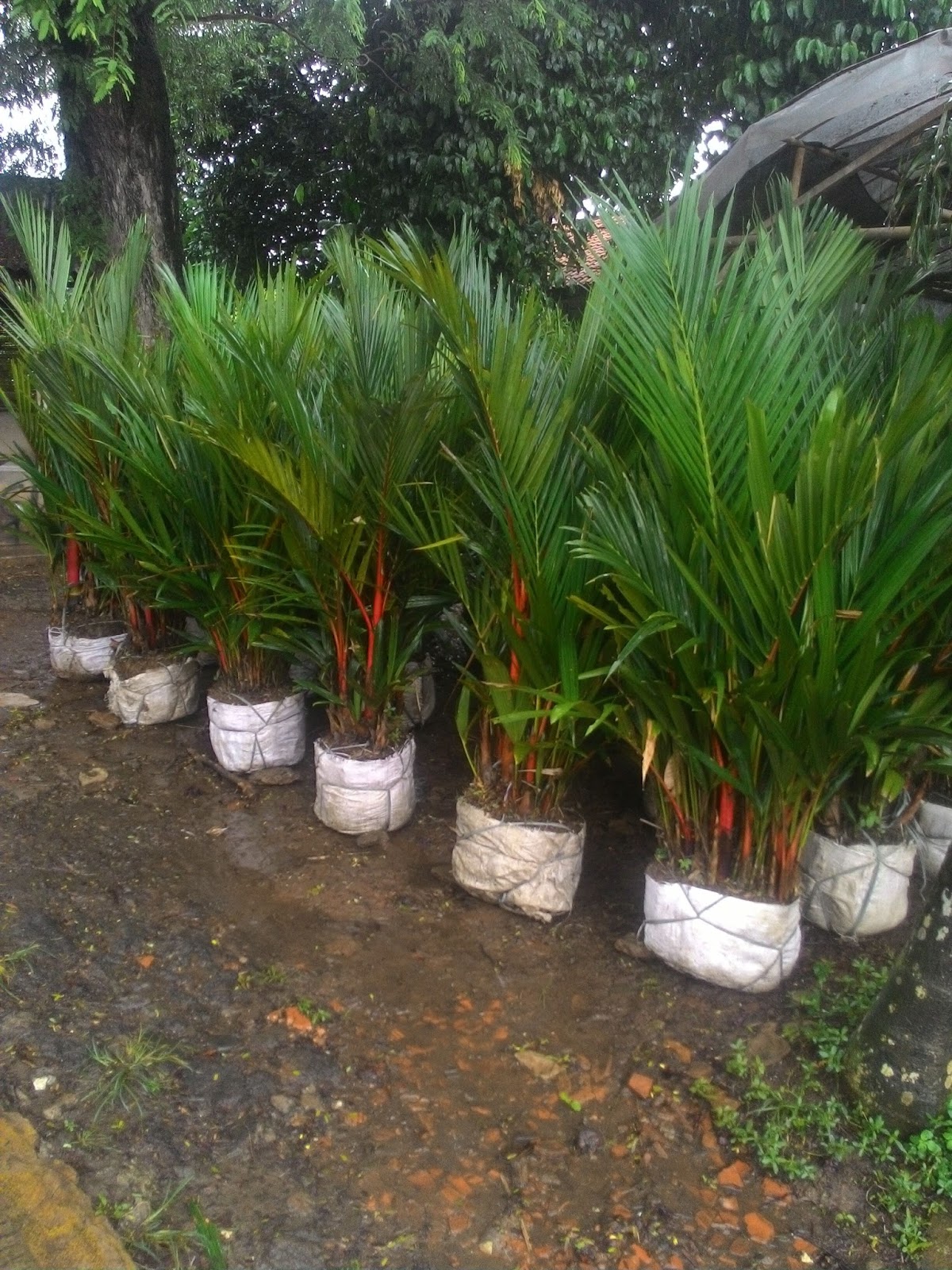 jual bibit tanaman hias palem merah kualitas unggul jual bibit tanaman hias palem merah kualitas unggul