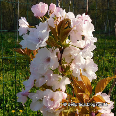 ciliegio prunus avium kanzan amanogawa accolade pissardii rose lavanda tarassaco erbe officinali sali aromatici confetture ed altro alla fattoria didattica dell'ortica a Savigno Valsamoggia Bologna in Appennino vicino Zocca