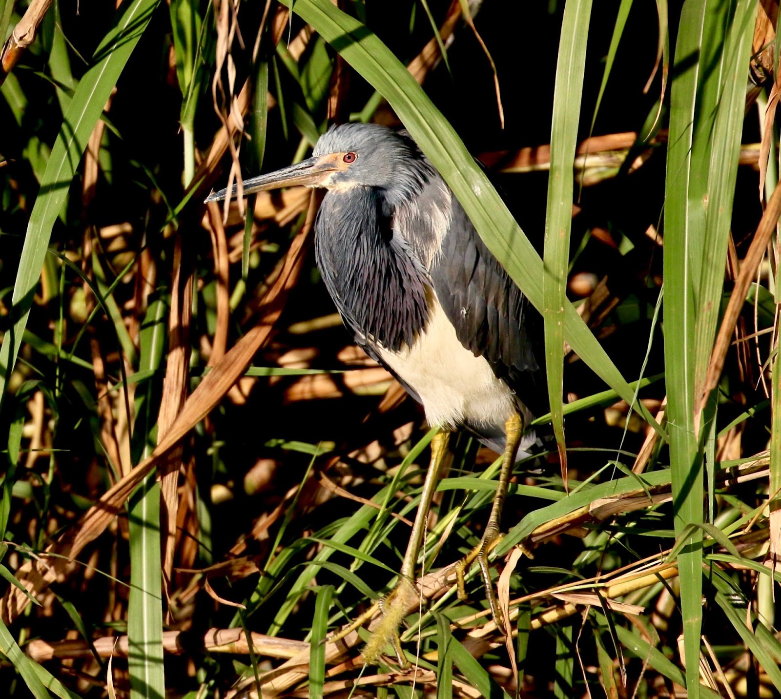 Ty and Ida On the Road Lake Okeechobee Plus