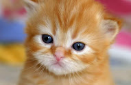 47 Gambar Kucing Lucu Bergerak Dan Bersuara