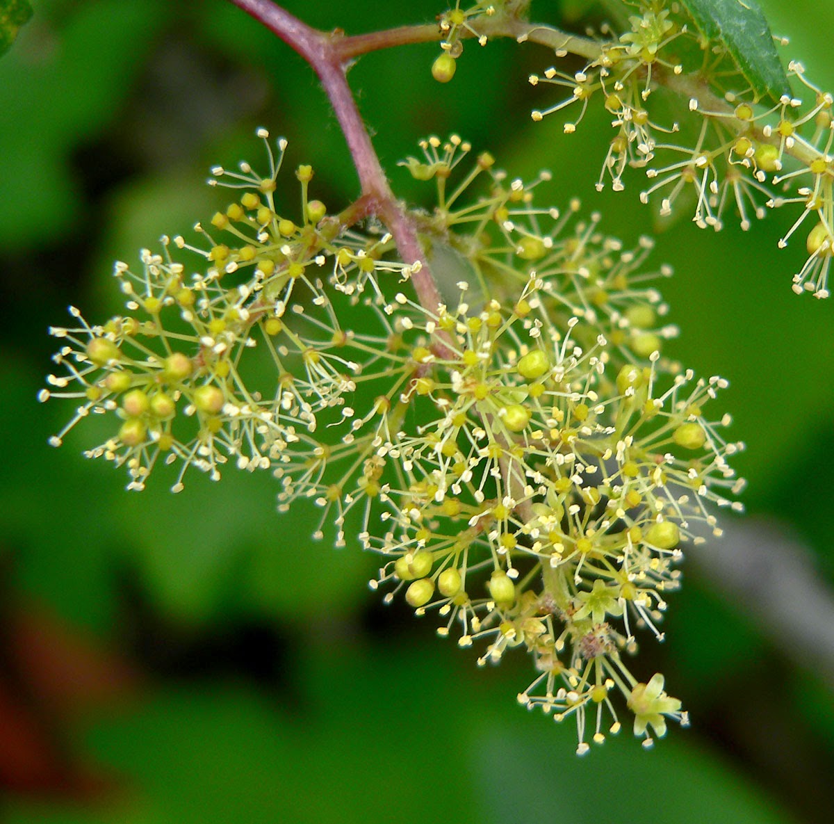 Trees Vitis arizonica Canyon Grape Arizona Grape
