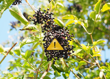 Contraindicações do Sabugueiro Contraindicações do Sabugueiro