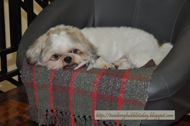 Dormir melhor com seu SHIH TZU , na cama ou no quarto?