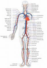 anatomi pembuluh darah manusia