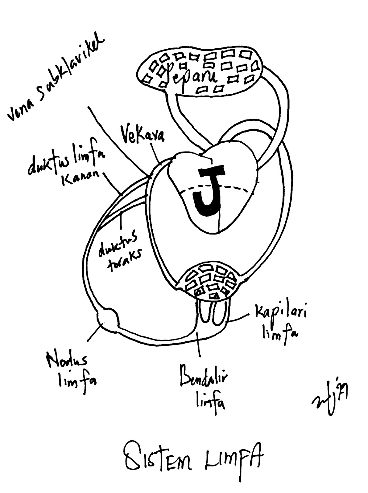 Biology A+: Hubungan antara Sistem Limfa dan Jantung manusia