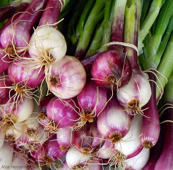 Onion Production Guide