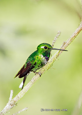 Purple-bibbed whitetip (Urosticte benjamini)