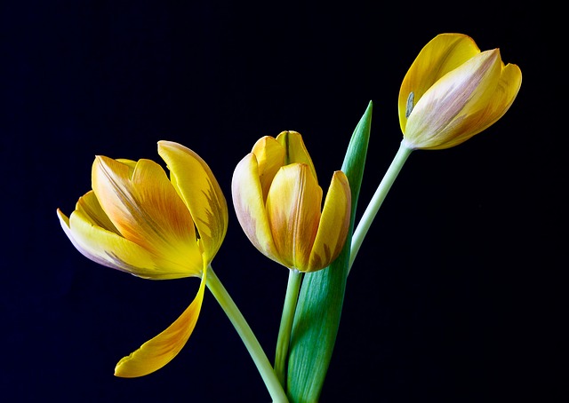 hoa tulip dep nhat 6
