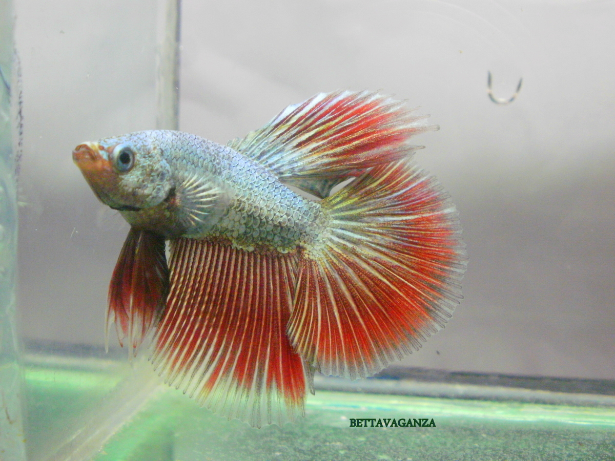 Bettavaganza HALFMOON RED COPPER DRAGON (NJ)