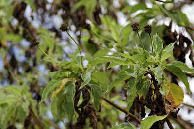 Scalesia pedunculata