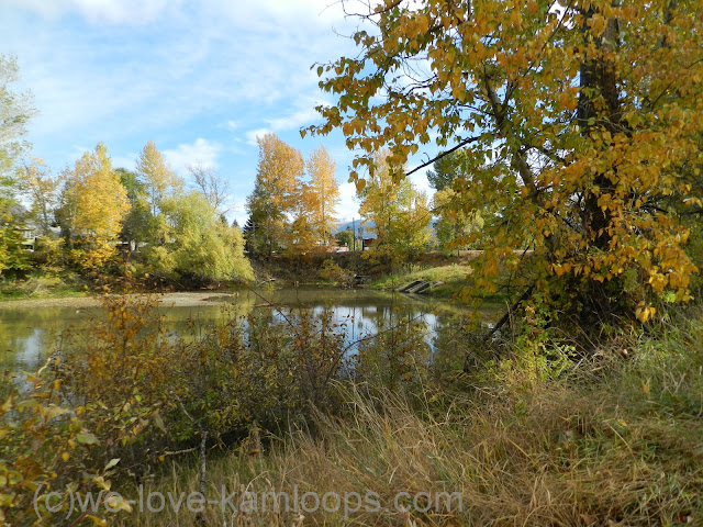 Muted fall colors on the trees and shrubs surrounding the slough