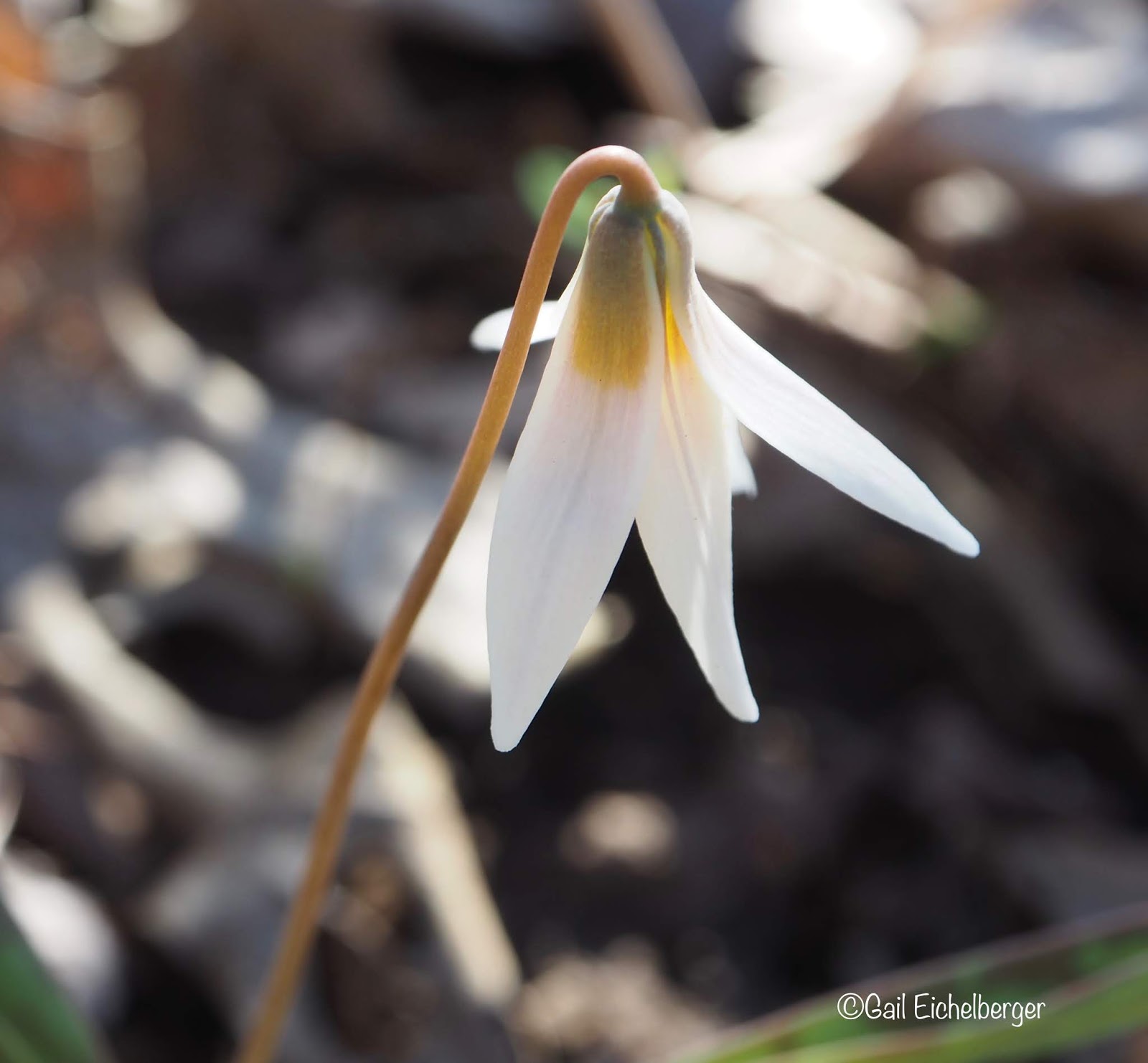 clay and limestone Wildflower Wednesday White Trout Lily