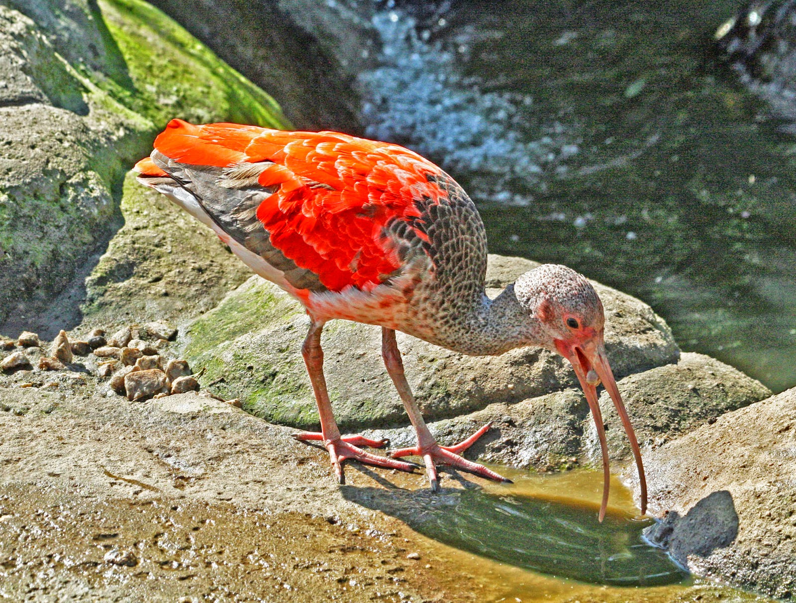 планшет ibispaint x. ибис х на пк. ибис х на пк. клюв ибиса. ибис птица.