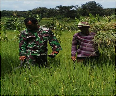 BABINSA KORAMIL MONDOKAN KOMSOS DENGAN PETANI BABINSA KORAMIL MONDOKAN KOMSOS DENGAN PETANI