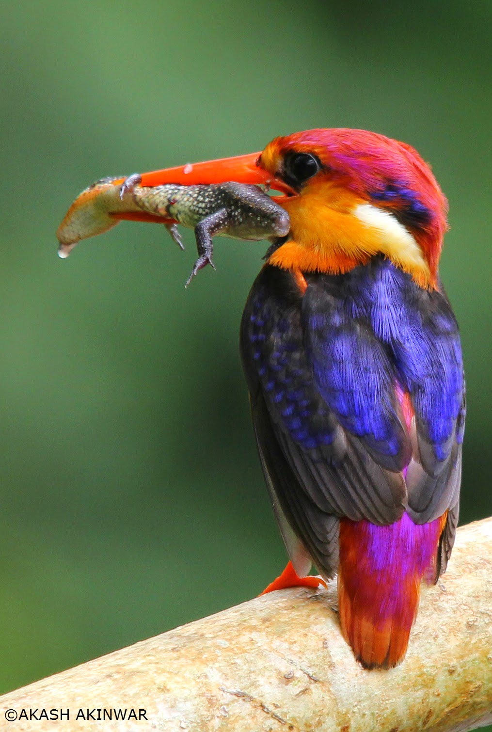 Dr. Akash Akinwar Travel & Photography Blogs: Oriental Dwarf Kingfisher ...