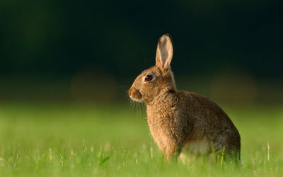 Lapin Brun Vue de Côté - Fond d'écran en Full HD 1080p